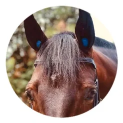 Pomms Practice Earplugs - Blue -Cheap Equine Nest Store 528710 800 800