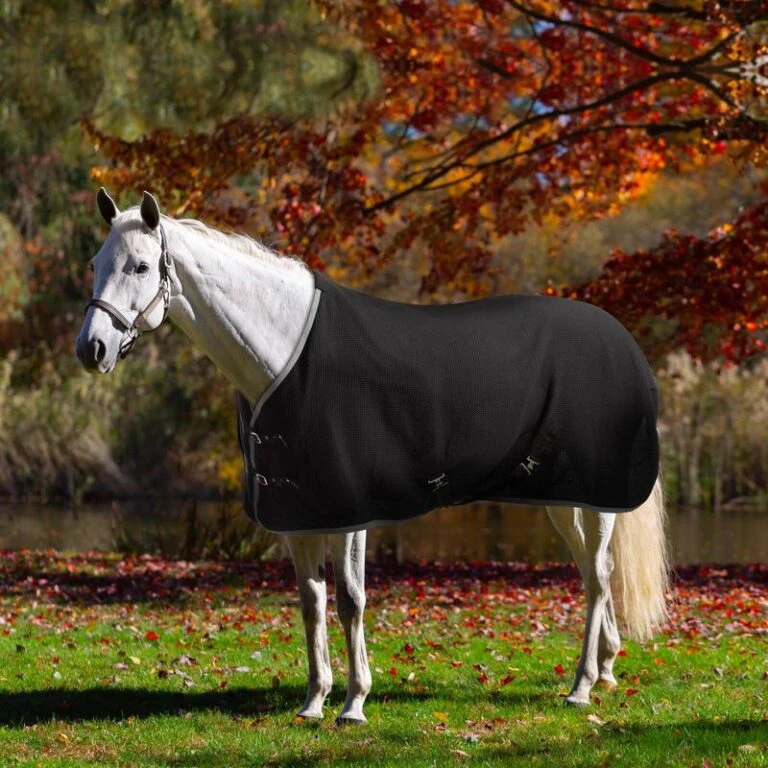 Cheap Equine Nest Store -Cheap Equine Nest Store 1 1